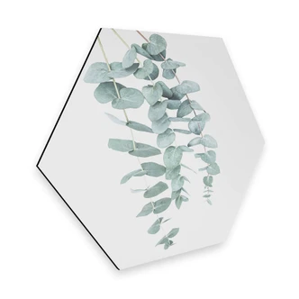 Hexagon - Alu-Dibond - Sisi & Seb - Eucalyptus 