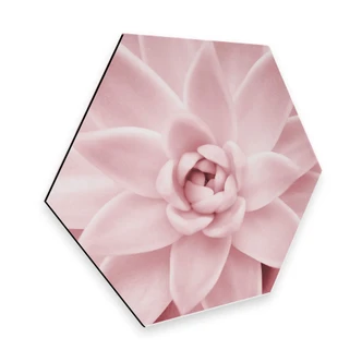 Hexagon Alu-Dibond - Sisi & Seb - Pink Succulents 