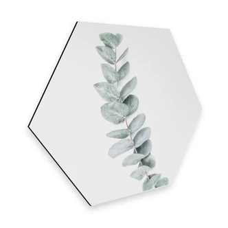 Hexagon Alu-Dibond - Sisi & Seb - Takje Eucalyptus 