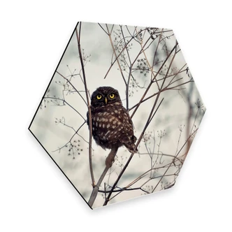 Hexagon Dibond Avramescu - Uil 