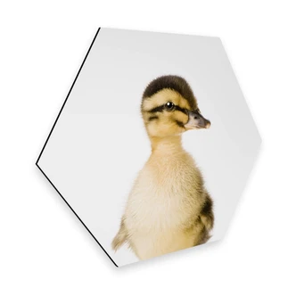 Hexagon Dibond Sisi & Seb - Kuikentje 