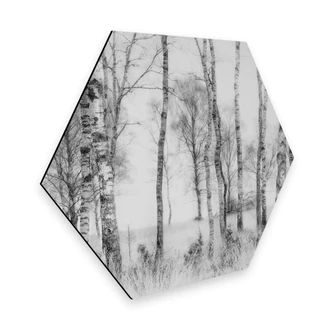 Hexagone - alu-Dibond Talen - Forêt de bouleaux noirs et blancs 