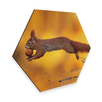 Hexagon Dibond van Duijn - Springende Eekhoorn 