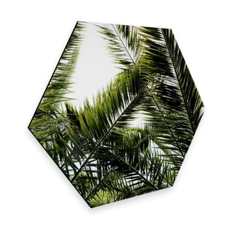 Hexagon alu-dibond - Palmen 