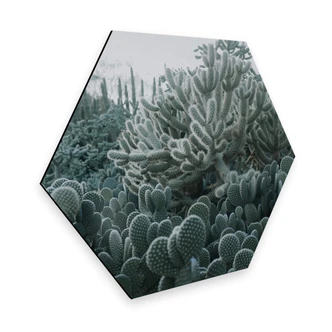Hexagon alu-dibond - Cactussen 