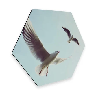 Hexagon - Alu-Dibond - Meeuwen 02 