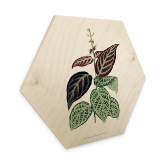 Hexagon Wood Leaf illustration - Bignonia Argyro Violascea Hexagon Wood Leaf illustration - Bignonia Argyro Violascea