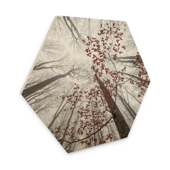 Hexagone - Bois Cimes d'arbres aux feuilles rouges - Coman 
