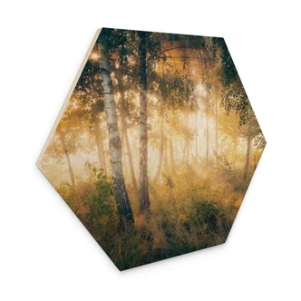 Hexagone - Bois Soleil dans la forêt de bouleaux - Kado 