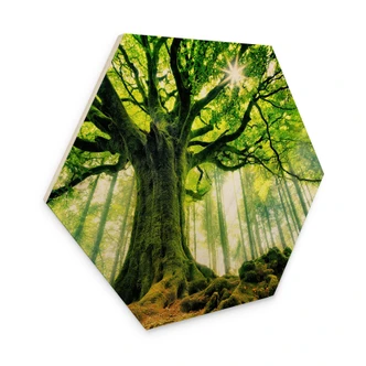 Hexagon Hout Sprookjesbos - Kiciak 