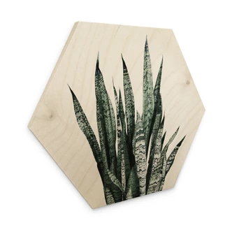 Hexagone - Bois Plante - Sisi & Seb 