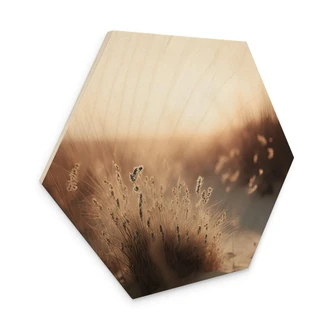 Hexagone - Bois Treechild - Coucher de soleil sur les dunes 