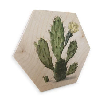 Hexagone - Placage bois de bouleau Saftleven - Cactus 