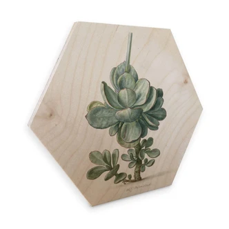 Hexagon - Holz Birke-Furnier Saftleven - Sukkulente 