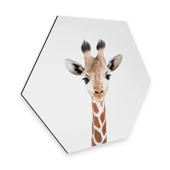 Hexagon Dibond Sisi & Seb - Baby Giraffe 