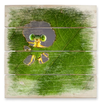 Holzbild Wilianto - Hello little Friend - 40x41,5 cm 