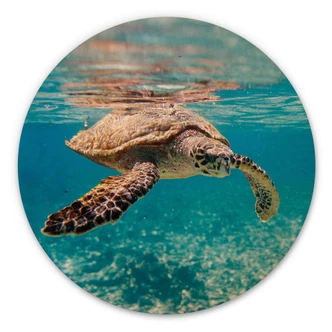 Obraz drewniany Żółw w podróży - okrągły Obraz drewniany Żółw w podróży - okrągły