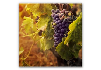 Wanddecoratie Toscaanse Wijngaard 