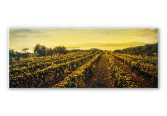 Wandbild Weinreben im Sonnenuntergang - Panorama Wandbild Weinreben im Sonnenuntergang - Panorama