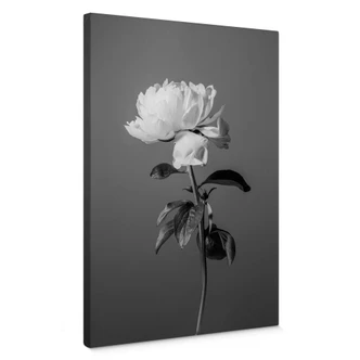 Canvastavla 1X Studio - Peony svartvit 