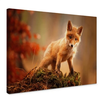 Leinwandbild Adamec - Junger Fuchs im Wald 