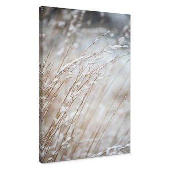 Canvas print Delicate grasses in the snow - Böhmer Canvas print Delicate grasses in the snow - Böhmer
