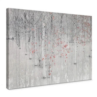Leinwandbild Carozzi - Weißer Birkenwald mit roten Blättern 