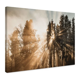 Lienzo Naturaleza - Rayos de luz en el bosque - Eisenmann 