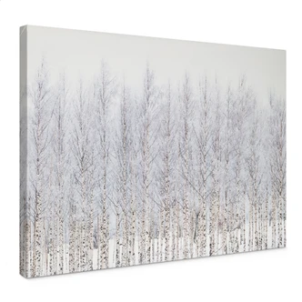 Canvas print Birch forest in winter - EMELIEmaria Canvas print Birch forest in winter - EMELIEmaria