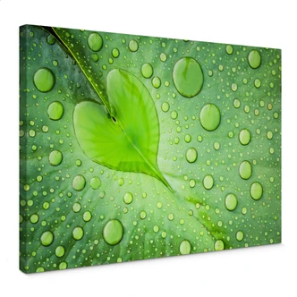 Leinwandbild Foto - Herz aus Wassertropfen auf grünem Blatt 