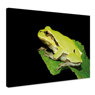 Tableau sur toile Grenouille verte 