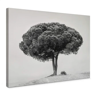 Leinwandbild Martin - Baum in Schwarz-Weiß 