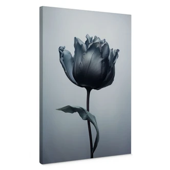 Leinwandbild Samtige Tulpe in Schwarz - Paksoylu 