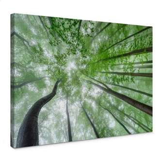 Canvas Pavlasek - Hoog in de Groene Bomen Canvas Pavlasek - Hoog in de Groene Bomen