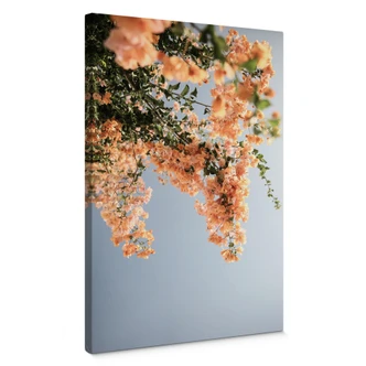 Canvas Print Peach blossoms in Assos - Shot by Clint 