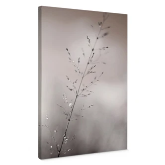Canvastavla Gräsblad med daggdroppar - Sillen 