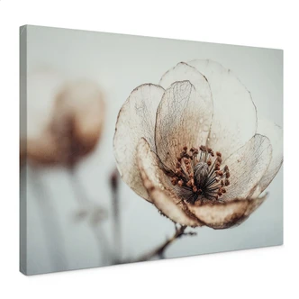 Canvastavla torkad blomma beige natur poesi - Treechild 