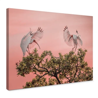 Leinwandbild Natur - Zhao - Vogelpärchen im Sonnenuntergang 