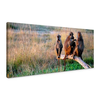 Leinwandbild Affenbande - Panorama 