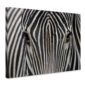 Canvas Zebra 