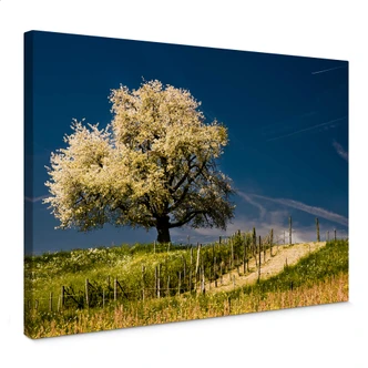 Splendore floreale in aprile Splendore floreale in aprile