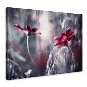 Canvas Bravin - Flower Dance Canvas Bravin - Flower Dance