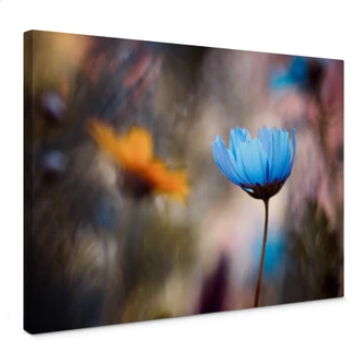 Canvas Bravin - Dancing Flowers Canvas Bravin - Dancing Flowers