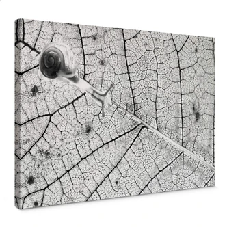 Canvas Bravin - Transparant Canvas Bravin - Transparant