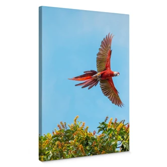 Lienzo Colombo - Loro en vuelo 