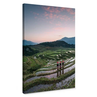 Lienzo Colombo - Terrazas de arroz en Vietnam 