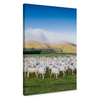Canvas Bravin - Schapen in Nieuw Zeeland 