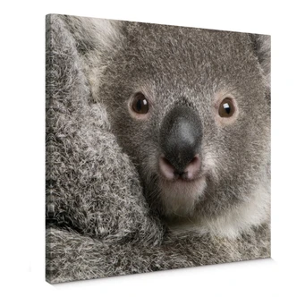 Leinwandbild Cuddly Koala 