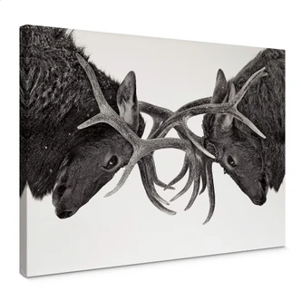 Canvasbillede - Cumming - Power Struggle 