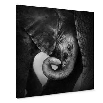 Leinwandbild Das Elefantenbaby 